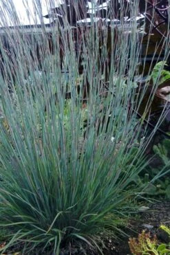 The Blues Little Bluestem Grass (Schizachyrium Scoparium) - 8 Pack Of 1 Gallon Pots -Plant Serie Store Schizachyrium scoparium the blues little bluestem grass 5