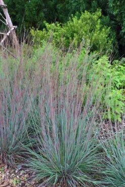 The Blues Little Bluestem Grass (Schizachyrium Scoparium) - 8 Pack Of 1 Gallon Pots -Plant Serie Store Schizachyrium scoparium the blues little bluestem grass 6