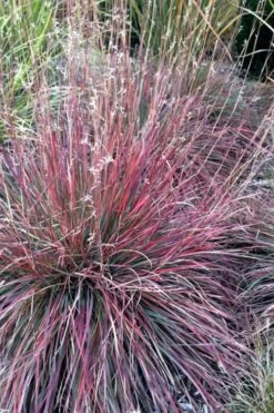The Blues Little Bluestem Grass (Schizachyrium Scoparium) - 8 Pack Of 1 Gallon Pots -Plant Serie Store Schizachyrium scoparium the blues little bluestem grass 7