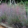 The Blues Little Bluestem Grass (Schizachyrium Scoparium) - 8 Pack Of 1 Gallon Pots -Plant Serie Store Schizachyrium scoparium the blues little bluestem grass 8
