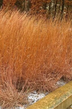 The Blues Little Bluestem Grass (Schizachyrium Scoparium) - 8 Pack Of 1 Gallon Pots -Plant Serie Store Schizachyrium scoparium the blues little bluestem grass 9