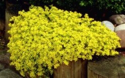 Gold Moss Sedum - 10 Pack Of 4" Pint Pots -Plant Serie Store Sedum Acre Gold Moss 1