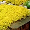 Gold Moss Sedum - 10 Pack Of 4" Pint Pots -Plant Serie Store Sedum Acre Gold Moss 2