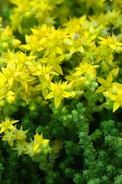 Gold Moss Sedum - 10 Pack Of 4" Pint Pots -Plant Serie Store Sedum Acre Gold Moss 3