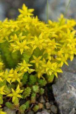 Gold Moss Sedum - 10 Pack Of 4" Pint Pots -Plant Serie Store Sedum Acre Gold Moss 4