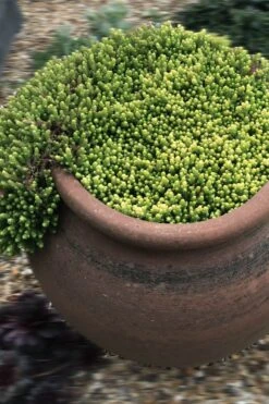 Gold Moss Sedum - 10 Pack Of 4" Pint Pots -Plant Serie Store Sedum Acre Gold Moss 5