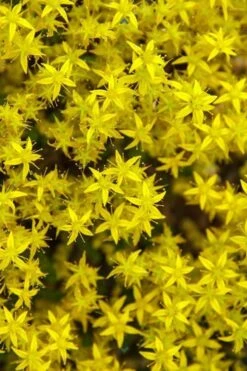 Gold Moss Sedum - 10 Pack Of 4" Pint Pots -Plant Serie Store Sedum Acre Gold Moss 6