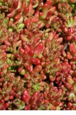 Coral Carpet Sedum Album - 10 Count Flat Of Quart Pots -Plant Serie Store Sedum Album Coral Carpet 1