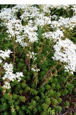 Coral Carpet Sedum Album - 10 Count Flat Of Quart Pots -Plant Serie Store Sedum Album Coral Carpet 2