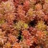 Coral Carpet Sedum Album - 10 Count Flat Of Quart Pots -Plant Serie Store Sedum Album Coral Carpet 3