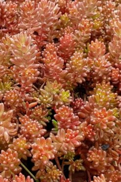 Coral Carpet Sedum Album - 10 Count Flat Of Quart Pots
