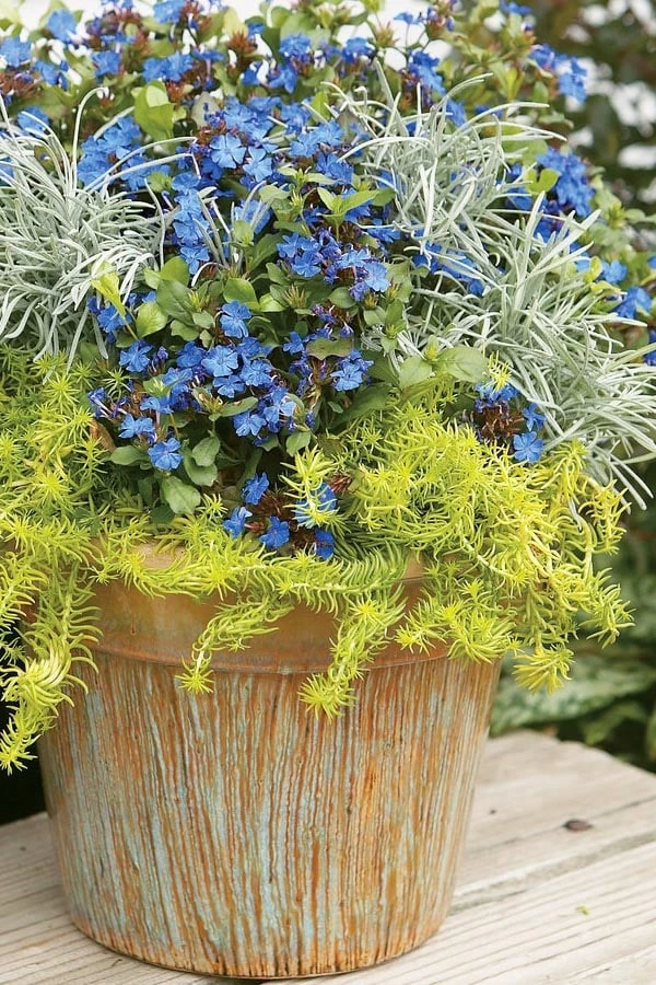 Angelina Sedum - 5 Pack Of 4" Pots 11 Angelina Sedum - 5 Pack Of 4" Pots - Image 9