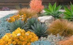 Angelina Sedum - 10 Count Flat Of 4" Pots -Plant Serie Store Sedum Rupestre Angelina 10 1