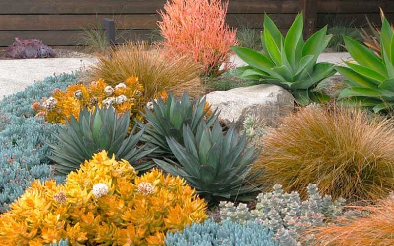 Angelina Sedum - 5 Pack Of 4" Pots 6 Angelina Sedum - 5 Pack Of 4" Pots - Image 4