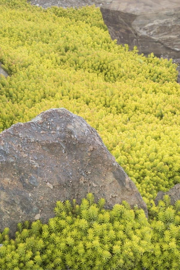 Angelina Sedum - 5 Pack Of 4" Pots 10 Angelina Sedum - 5 Pack Of 4" Pots - Image 8