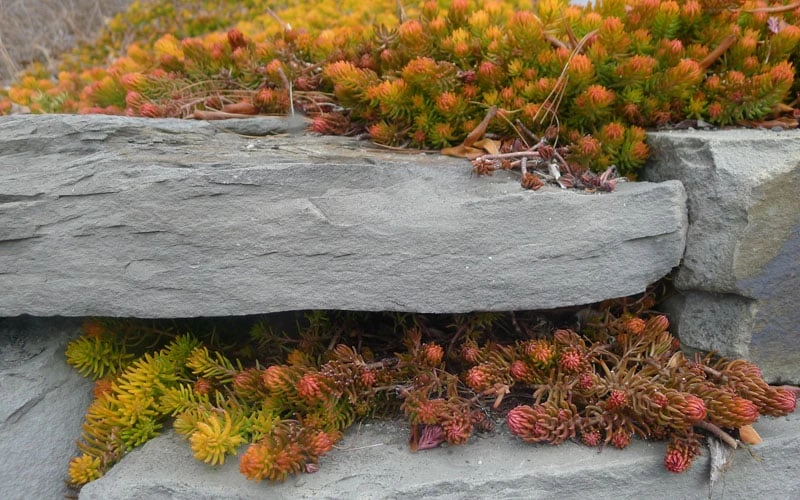 Angelina Sedum - 5 Pack Of 4" Pots 9 Angelina Sedum - 5 Pack Of 4" Pots - Image 7