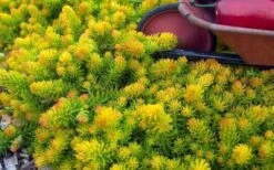 Angelina Sedum - 5 Pack Of 4" Pots 16 Angelina Sedum - 5 Pack Of 4" Pots -Plant Serie Store Sedum Rupestre Angelina 6