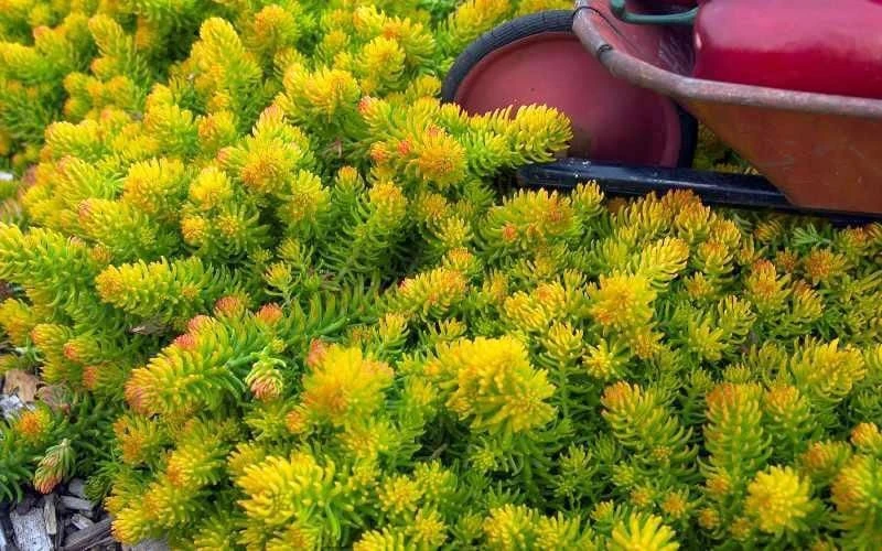 Angelina Sedum - 5 Pack Of 4" Pots 8 Angelina Sedum - 5 Pack Of 4" Pots - Image 6