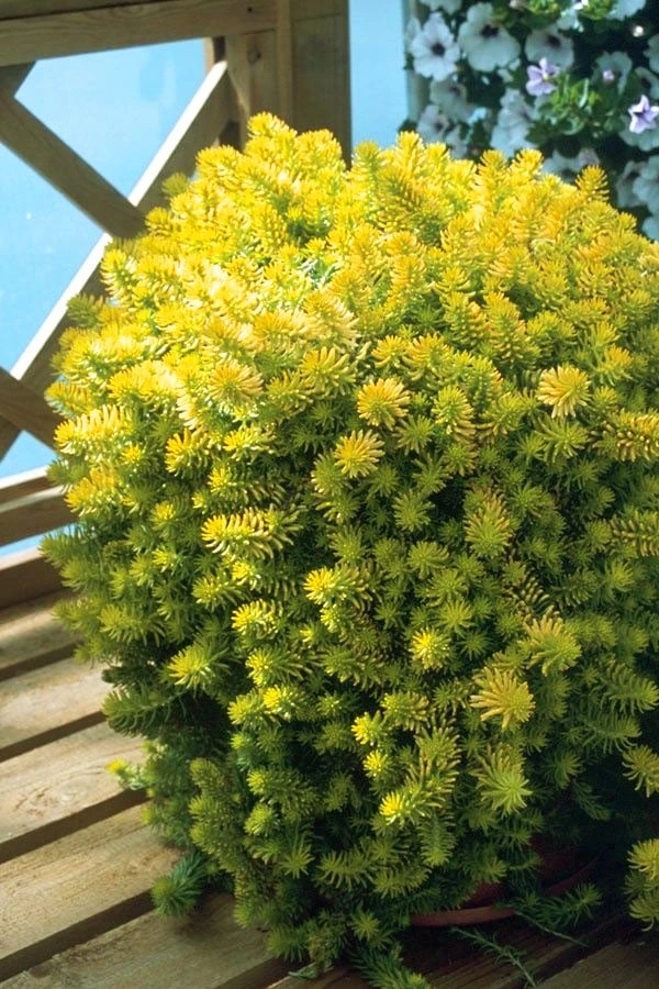 Angelina Sedum - 5 Pack Of 4" Pots 7 Angelina Sedum - 5 Pack Of 4" Pots - Image 5
