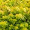 Angelina Sedum - 5 Pack Of 4" Pots -Plant Serie Store Sedum Rupestre Angelina 9