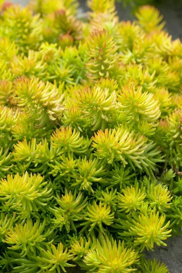 Angelina Sedum - 5 Pack Of 4" Pots 3 Angelina Sedum - 5 Pack Of 4" Pots