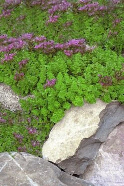 John Creech Sedum - 10 Count Flat Of 4" Pots -Plant Serie Store Sedum Spurium John Creech 1