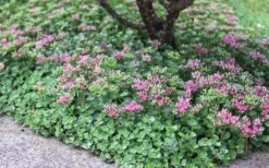 John Creech Sedum - 10 Count Flat Of 4" Pots -Plant Serie Store Sedum Spurium John Creech 6