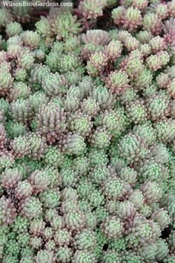 Tiny Buttons Sedum Hispanicum - 10 Pack Of Pint Pots -Plant Serie Store Sedum hispanicum minus tiny buttons 3