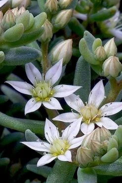 Tiny Buttons Sedum Hispanicum - 10 Pack Of Pint Pots -Plant Serie Store Sedum hispanicum minus tiny buttons 4