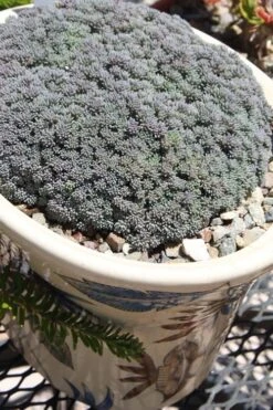 Tiny Buttons Sedum Hispanicum - 10 Pack Of Pint Pots -Plant Serie Store Sedum hispanicum minus tiny buttons 6