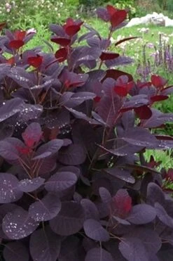 Royal Purple Smoke Tree (Smokebush) - Cotinus Coggygria - 3 Gallon Pot -Plant Serie Store Smoke Tree Royal Purple 11
