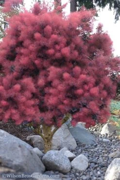 Royal Purple Smoke Tree (Smokebush) - Cotinus Coggygria - 3 Gallon Pot -Plant Serie Store Smoke Tree Royal Purple 12