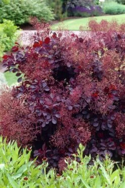 Royal Purple Smoke Tree (Smokebush) - Cotinus Coggygria - 3 Gallon Pot -Plant Serie Store Smoke Tree Royal Purple 23