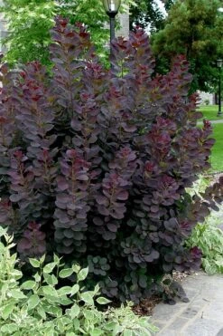 Royal Purple Smoke Tree (Smokebush) - Cotinus Coggygria - 3 Gallon Pot -Plant Serie Store Smoke Tree Royal Purple 25