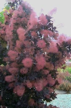 Royal Purple Smoke Tree (Smokebush) - Cotinus Coggygria - 3 Gallon Pot -Plant Serie Store Smoke Tree Royal Purple 28