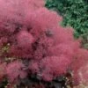 Royal Purple Smoke Tree (Smokebush) - Cotinus Coggygria - 3 Gallon Pot -Plant Serie Store Smoke Tree Royal Purple 29