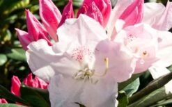 Southgate 'Grace' Rhododendron - 2 Gallon Pot -Plant Serie Store Southgate Rhododendron Grace