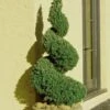 Spiral Dwarf Alberta Spruce Topiary - 5 Gallon Pot -Plant Serie Store Spruce Dwarf Alberta Spiral Topiary 500x750 3