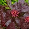 Burgundy Spice Sweetshrub (Calycanthus ) - 1 Gallon Pot -Plant Serie Store Sweetshrub Burgundy Spice 2