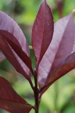 Apricot Echo Tea Olive - Osmanthus Fragrans Aurantiacus - 1 Gallon Pot -Plant Serie Store Tea Olive Apricot Echo 4