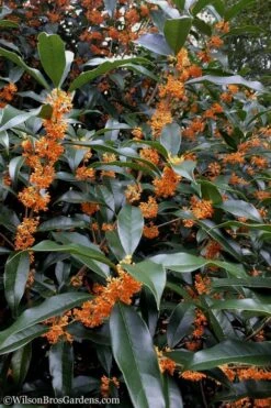 Fragrant Orange Tea Olive - Osmanthus Fragrans Aurantiacus - 7 Gallon Pot (3-4') -Plant Serie Store Tea Olive Orange 102 1