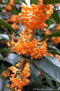 Fragrant Orange Tea Olive - Osmanthus Fragrans Aurantiacus - 7 Gallon Pot (3-4') -Plant Serie Store Tea Olive Orange 104 1