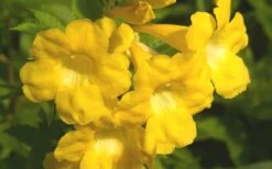 Lydia Tecoma - Esperanza - 1 Gallon Pot -Plant Serie Store Tecoma Lydia Flower Closeup