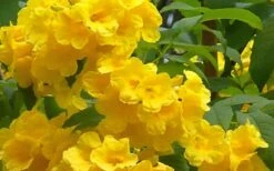 Lydia Tecoma - Esperanza - 1 Gallon Pot -Plant Serie Store Tecoma Lydia Flowers 1