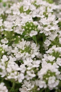 White Creeping Thyme (Thymus Praecox 'Albiflorus') 10 Pack Of Pint Pots -Plant Serie Store Thyme Creeping White 3 1
