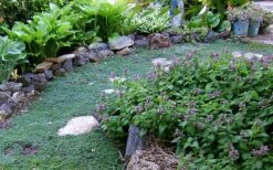 Elfin Creeping Thyme - Thymus Serpyllum Elfin - 6 Pack Of 3.5" Pint Pots -Plant Serie Store Thyme Elfin 10 1