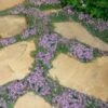 Elfin Creeping Thyme - Thymus Serphyllum - 10 Pack Of 4" Pint Pots -Plant Serie Store Thyme Elfin 15 2