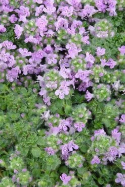 Elfin Creeping Thyme - Thymus Serpyllum Elfin - 3 Pack Of Pint Pots -Plant Serie Store Thyme Elfin BS