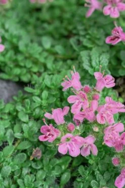 Pink Chintz Thyme - Thymus Serpyllum - 5 Pack Of Quart Pots -Plant Serie Store Thyme Pink Chintz 5