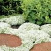 White Creeping Thyme (Thymus Praecox 'Albiflorus') 10 Pack Of Pint Pots -Plant Serie Store Thyme White Creeping 10 1